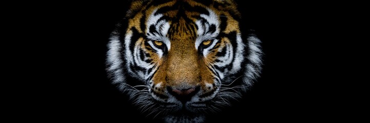 Obraz premium Tiger with a black background