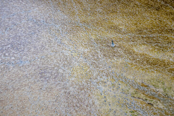 Antwerp, Belgium, mud and garbage on the river bottom at low-tide