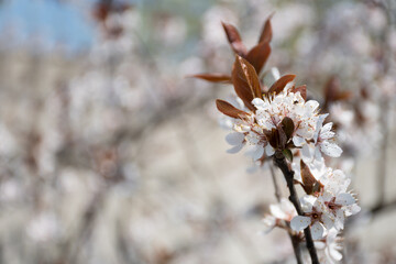 Fluffy blooming sakura twig on a background of flowering trees on a clear spring day: a place for text, spring tabloid