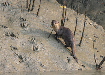 Otters are carnivorous mammals in the subfamily Lutrinae.Otters found in the Sundarban mangrove and...