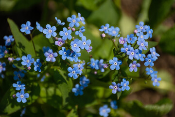 a field of small blue flowers under the scientific name "brunera" with a soft focus spring pattern