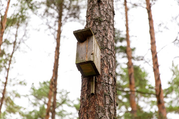 nature, landscape and environment concept - wooden birdhouse on pine tree in coniferous forest