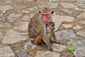Monkeys. A mother with a cub. A wild monkey.