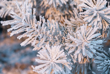 Naklejka na ściany i meble frost on the branches