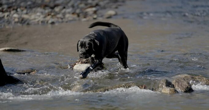 wet adorable Italian mastiff puppy running and playing in river water, shaking fur and enjoying summer days