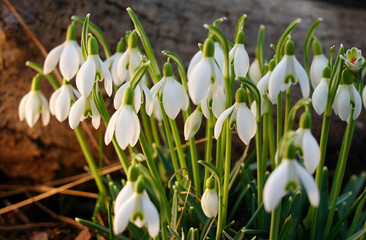 Blühende Schneeglöckchen