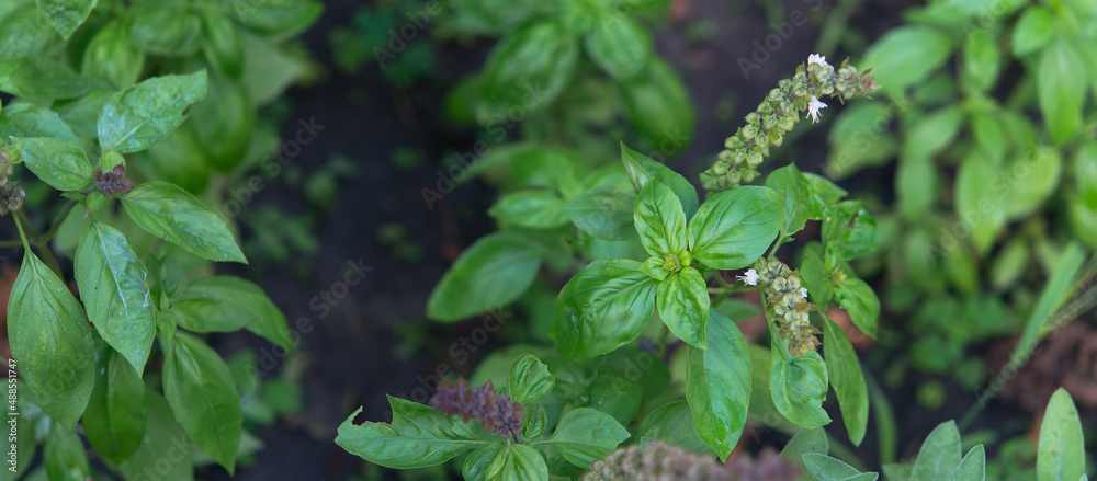 Sticker Basil green plants with flowers growing	