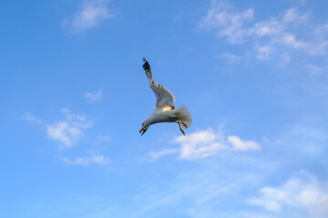 Seagull, seagull flying on beautiful blue sky and cloud, flying high and gliding, seabird in flight