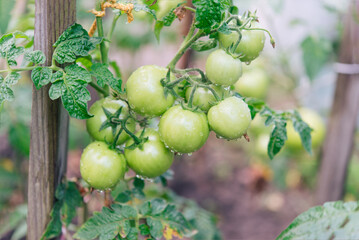 Bunch of  green tomatoes on a plant during ripening. Outdoors.	