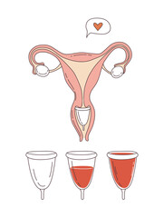 Women reproductive system uterus with menstrual cup