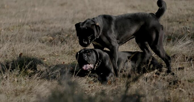 two adorable cane corso dog running and playing, sticking out tongue and having fun outside in forest