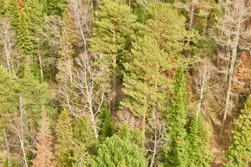 Reserve pillars, Krasnoyarsk region winter period.