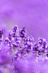 Obraz premium 北海道7月・ファーム富田のラベンダー畑