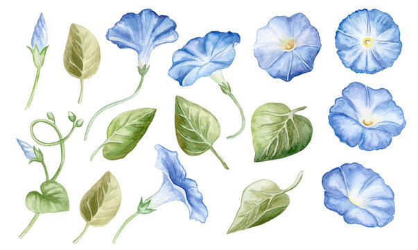 Flowers of the blue morning glory elements, set. Bouquet. Watercolor Illustration