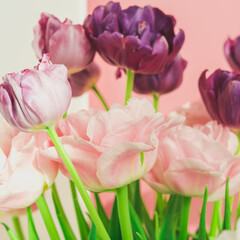 Fototapeta premium Colorful pink and purple peony-shaped tulips in a bouquet. Spring greetings.