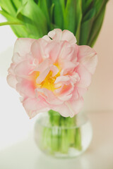 One beautiful light pink tulip flower. Springtime holidays.