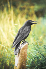 Black Crow on sign post