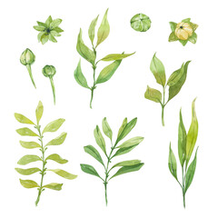 Fototapeta na wymiar Watercolor green leaves. Garden illustrations for environmental design, wedding invitations and decor