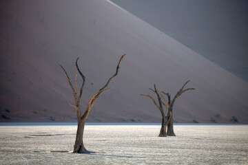 Beautiful photo of a dry trees, mysterious shadow on the duna behind, Namibia.