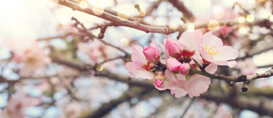background of spring cherry blossoms tree. selective focus