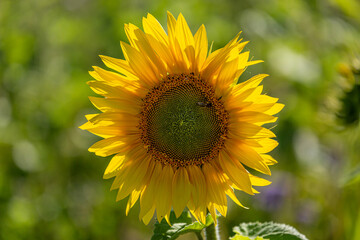 A vibrant sunflower on a summers day, with a shallow depth of field