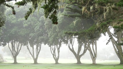 Coniferous cypress pines in fog, misty mysterious forest, woodland or grove. Row of trees in foggy...