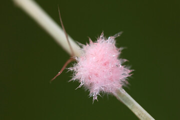 Red thread disease, a plant pathogen infecting lawns, here in small, pink, cotton wool-like mycelium stage