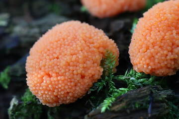 Raspberry slime mold