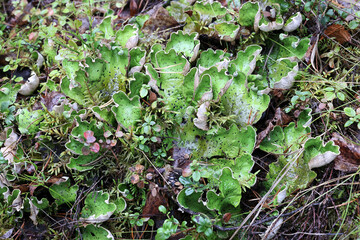 Dog lichen, also known as leafy lichen, felt lichen, or common freckle pelt 