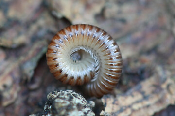 Striped millipede, a Diplopoda with double-legged segments