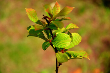 Close up photo of a first green leaves. Young spring green leaves of Red Currant on the bush.