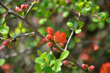  Red flowers of Japanese quince bloom at the spring bush.Close up photo . 