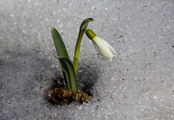 Snowdrop Galanthus belongs to the first flowers of spring. The picture was taken late at night, against the backdrop of the sunset.