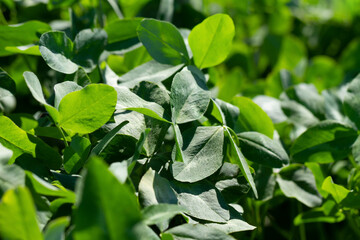 Green alfalfa on the field.