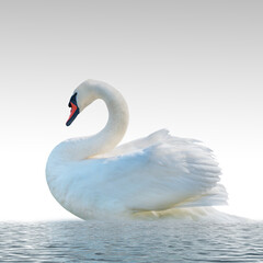 Swan on a white surface.
