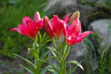 Pink lily in the park garden