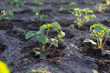 Young organic strawberry plants with flowers in the garden. Close up