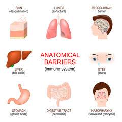 Anatomical barriers. Innate immune system.