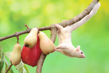 A young albino sugar glider eating a pink malay apple. This mammal has the scientific name Petaurus...