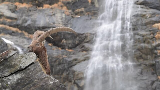Alpine ibex male with waterfall on background (Capra ibex)