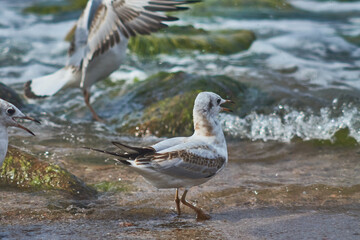 Seagulls on the Baltic Sea are circling near the coast.