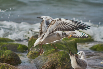 Seagulls on the Baltic Sea are circling near the coast.