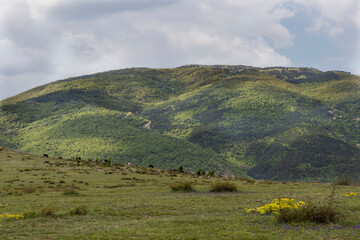 Fototapeta premium Beautiful landscape, summer flower field, high green mountains, beautiful blue sky with big white clouds, Bulgaria