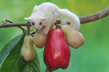 A young albino sugar glider eating a pink malay apple. This mammal has the scientific name Petaurus...