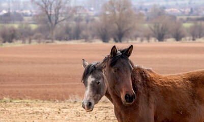 two horses stand in a brown autumn  field close to each other, two horse heads are close up, Bulgaria 