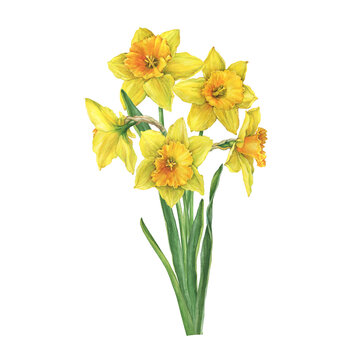 Bouquet of yellow narcissus flowers (daffodil, easter bell, jonquil, lenten lily). Floral botanical picture. Hand drawn watercolor painting illustration isolated on white background.