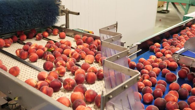 Fresh peaches on conveyor belt ready for sorting