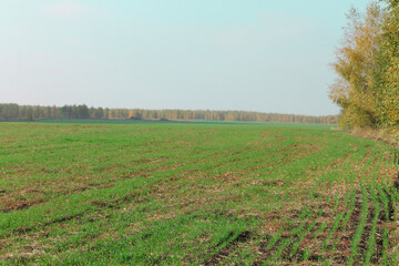 Naklejka premium Shoots of winter wheat in early autumn