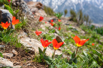 Blossom of wild growing beautiful red tulip flowers in Chimgan mountains in spring, amazing nature landscape with snowy peak of Greater Chimgan and blue sky, outdoor travel background, Uzbekistan - 488557158