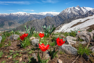 Blossom of wild growing beautiful red tulip flowers in Chimgan mountains in spring, amazing nature landscape with snowy peak of Greater Chimgan and blue sky, outdoor travel background, Uzbekistan - 488557159